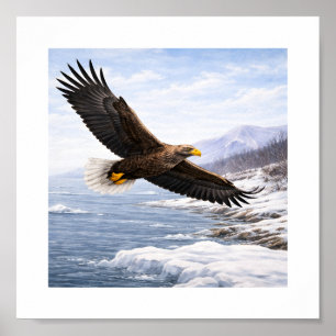 Affiche Pygargue à queue blanche (Haliaeetus albicilla) –