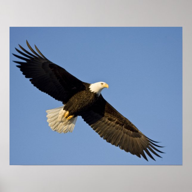 Affiche Pygargue à tête blanche, Haliaeetus leucocephalus, (Devant)