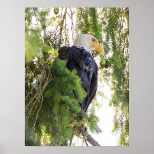 Affiche Pygargue à tête blanche perché dans un sapin de Do