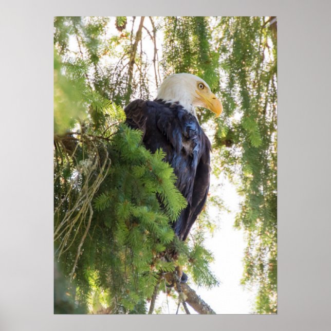 Affiche Pygargue à tête blanche perché dans un sapin de Do (Devant)