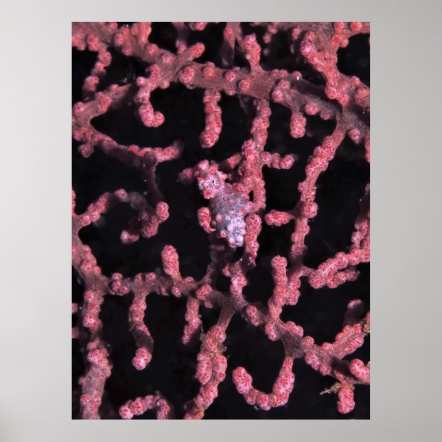 Affiche Pygmée Seahorse (Devant)