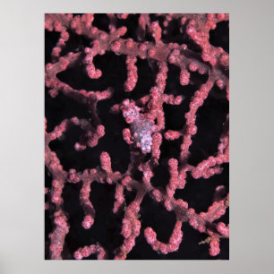 Affiche Pygmy Seahorse