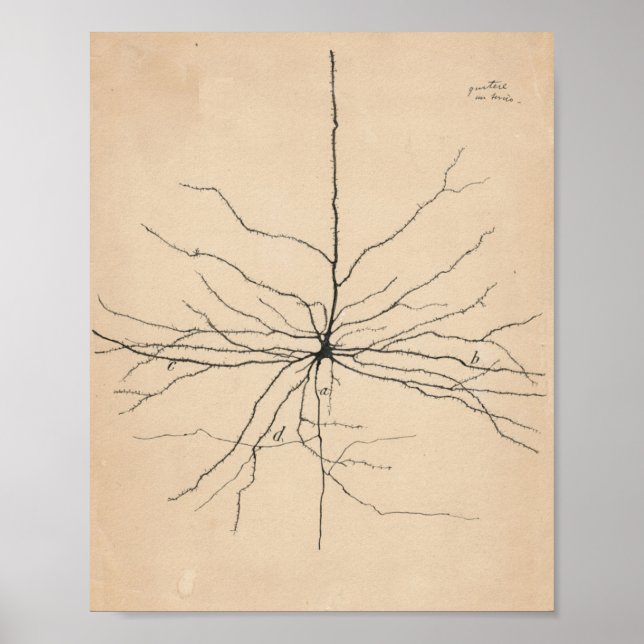 Affiche Pyramida Neuron Drawing By Santiago Ramón Y Cajal (Devant)
