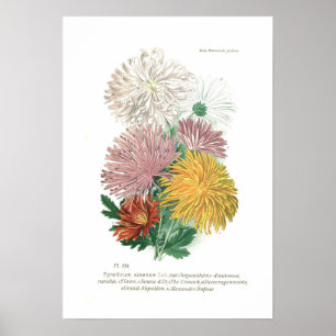 Affiche Pyréthrum sinense (Chrysanthème)