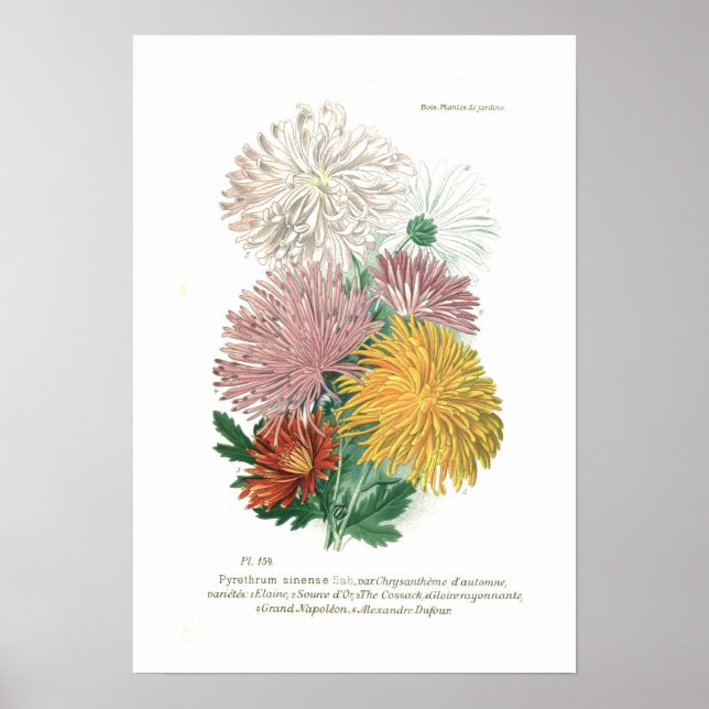 Affiche Pyréthrum sinense (Chrysanthème) (Devant)