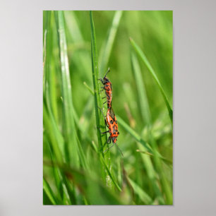 Affiche Pyrrhocoris dans l'herbe