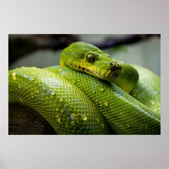 Affiche Python (Devant)