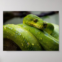 Python à arbre vert