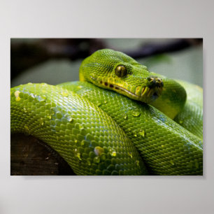 Affiche Python à arbre vert