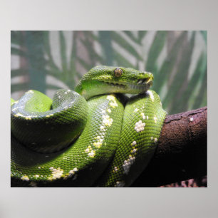 Affiche Python à arbre vert