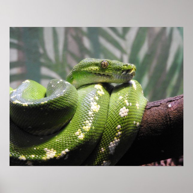 Affiche Python à arbre vert (Devant)