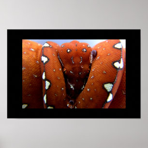 Affiche Python à arbre vert