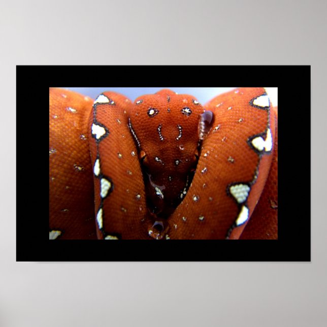 Affiche Python à arbre vert (Devant)