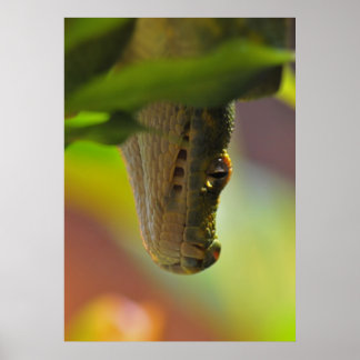 Affiche Python à arbre vert