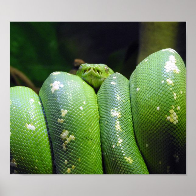 Affiche Python à arbre vert (Devant)