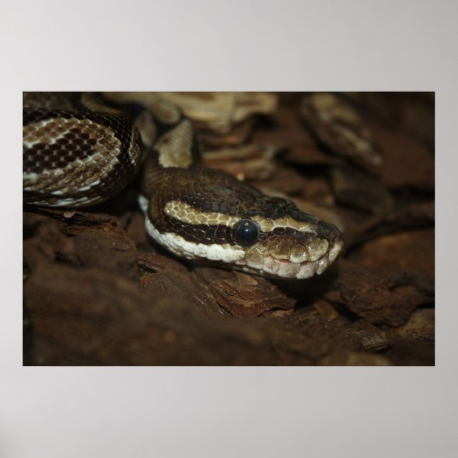 Affiche Python Brown (Devant)