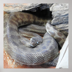 Affiche Python de Stimson