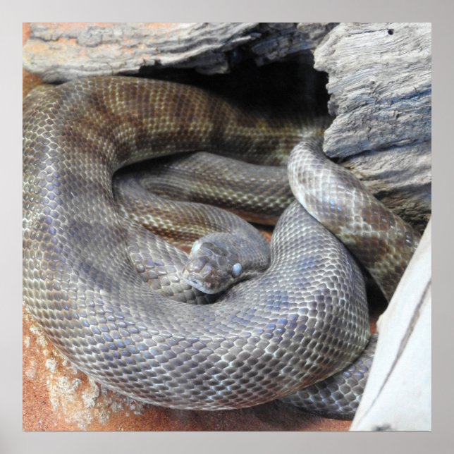 Affiche Python de Stimson (Devant)