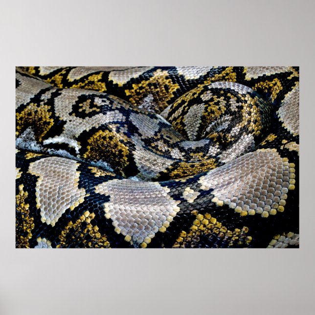 Affiche Python noir, jaune et gris (Devant)