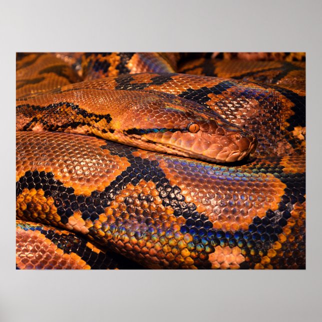 Affiche Python Snake (Devant)