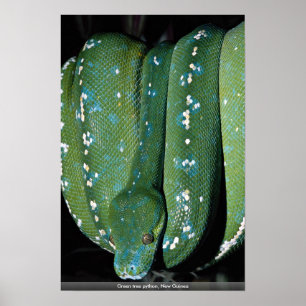 Affiche Python vert d'arbre, Nouvelle-Guinée
