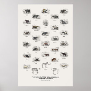 Affiche Quadrupèdes à peau épaisse - Bibliothèque du natur