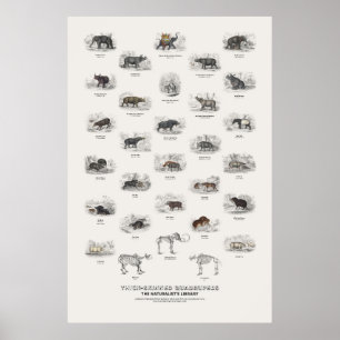Affiche Quadrupèdes à peau épaisse - Bibliothèque du natur