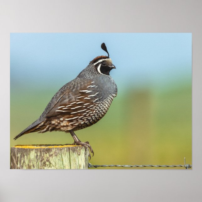 Affiche Quail de Californie (Devant)