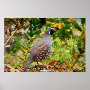 Affiche Quail sauvage