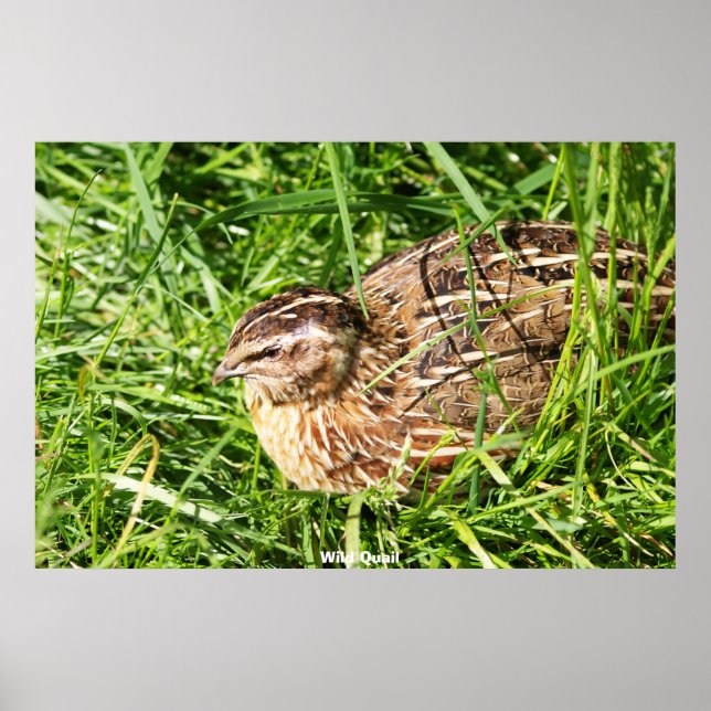 Affiche Quail sauvage (Devant)