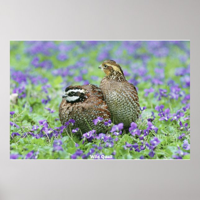 Affiche Quail sauvage (Devant)