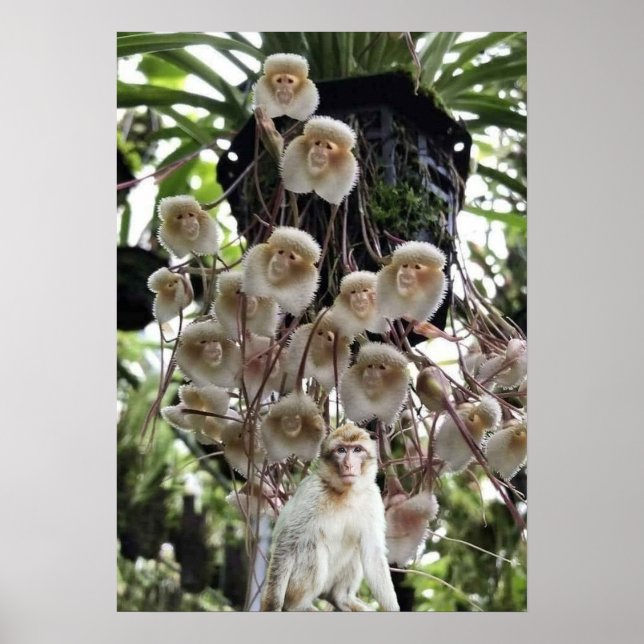 Affiche Quand la nature copie la nature. (Devant)