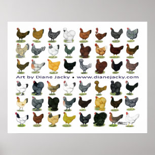 Affiche Quarante-huit Hen Promo