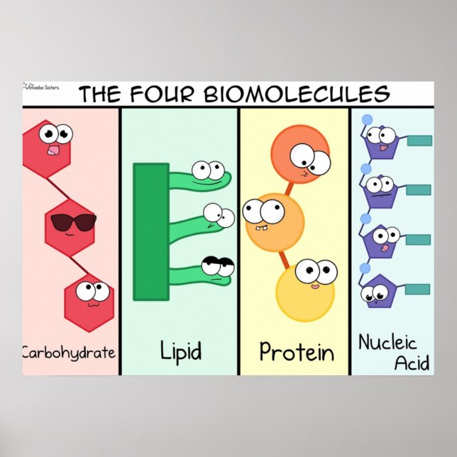 Affiche Quatre biomolécules (Devant)
