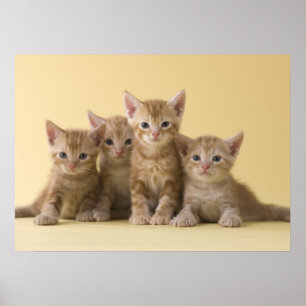 Affiche Quatre chatons à air court américains