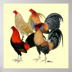 Affiche Quatre gamecocks