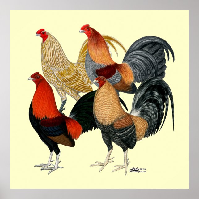 Affiche Quatre gamecocks (Devant)