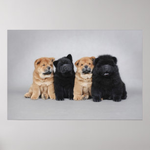 Affiche Quatre petits chiots de bouffe de bouffe
