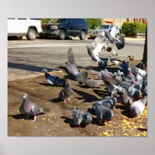 Affiche Quatre pigeons atterrissent dans une rangée