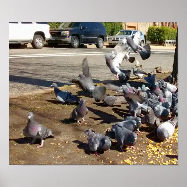 Affiche Quatre pigeons atterrissent dans une rangée (Devant)