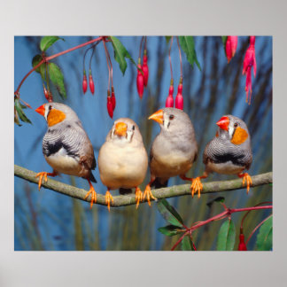 Affiche quatre pinsons zèbres assis côte à côte sur une br