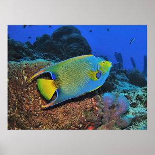 Affiche Queen Angelfish on the Reef