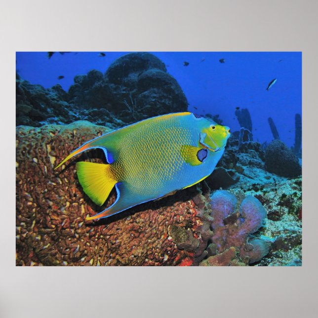 Affiche Queen Angelfish on the Reef (Devant)