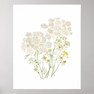 Affiche Queen Ann Lace encre et aquarelle