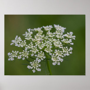 Affiche Queen Anne's Lace