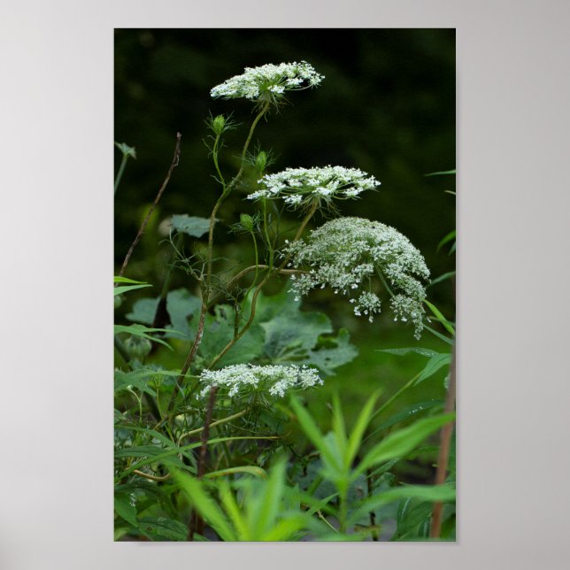 Affiche Queen Anne's Lace in Summer (Devant)