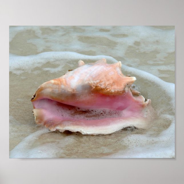 Affiche Queen Conch dans le Surf, Bahamas 8x10 (Devant)