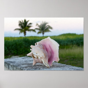 Affiche Queen Conch Shell sur un mur, Bahamas
