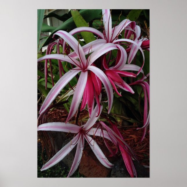 Affiche Queen Emma's Purple Crinum Lily (Devant)