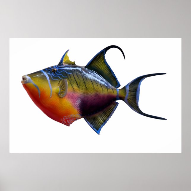 Affiche Queen Trigger Fish (Devant)